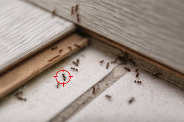 Best Real Estate Pest Inspections  in Schaumburg, IL